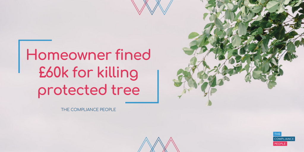 Homeowner fined £60k for killing protected tree 1