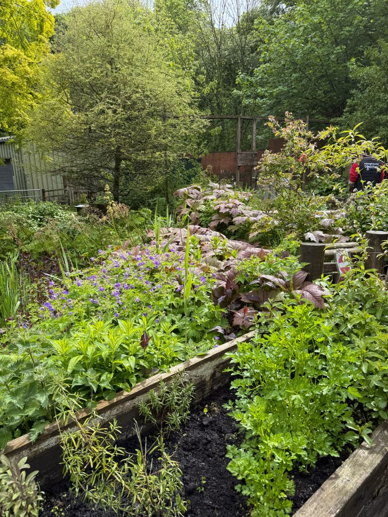 Raised wooden garden beds filled with mixed plants including purple flowers and leafy green and burgundy-leaved plants, with trees and a fence behind