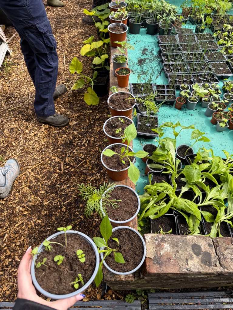 Row of small potted seedlings on a wood chip path beside a table of plant trays, with a hand holding a pot in the foreground
