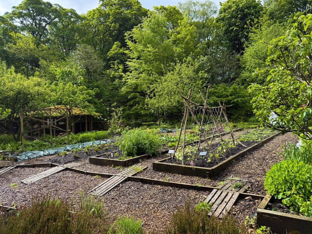 Outdoor kitchen garden with timber raised beds, cane wigwam supports, and woodland backdrop on an overcast day